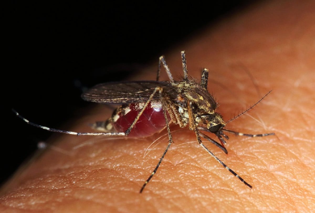 know why mosquito drinks human blood scientists find the answer