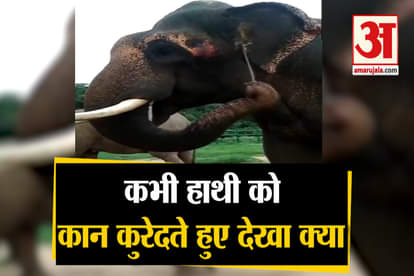 elephants spotted using twigs to comfort themselves at Bannerghatta Biological Park near Bengaluru