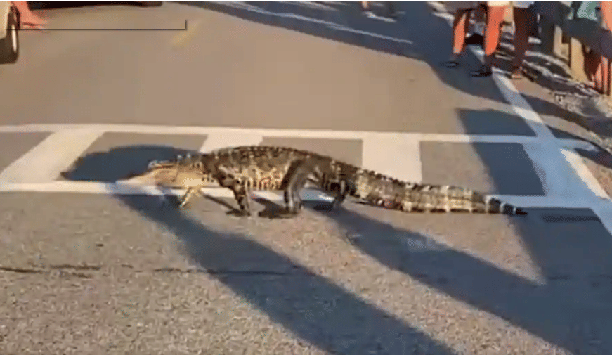Traffic jam due to alligators on the road watch video here and have some entertainment