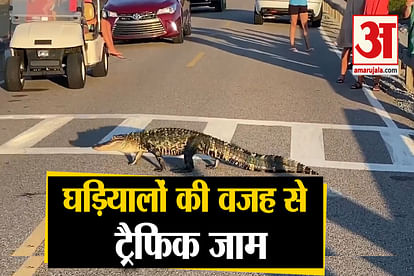 traffic jam due to alligators on the road video viral