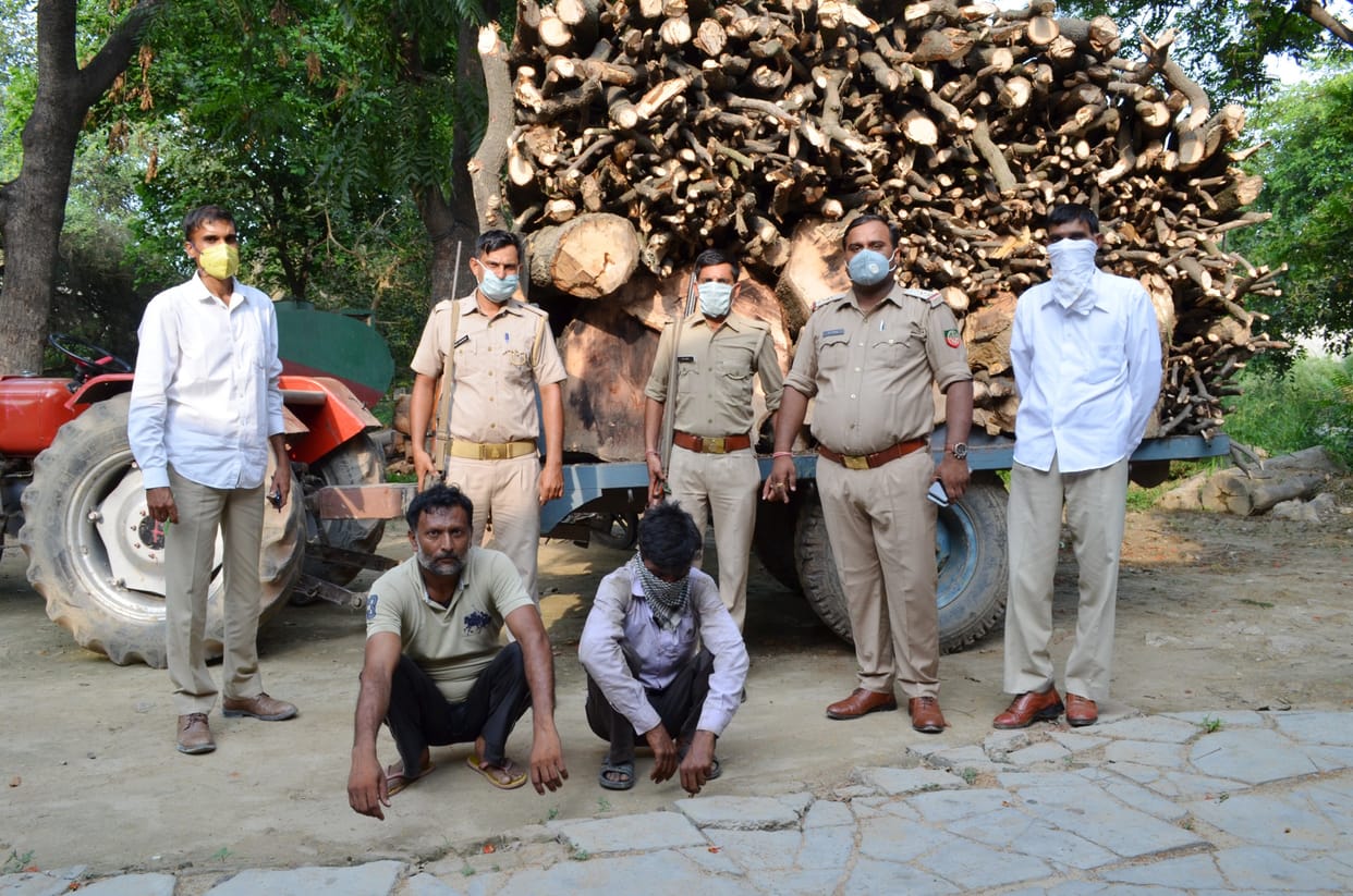 Mango tree chopped down, 40 quintals of wood recovered