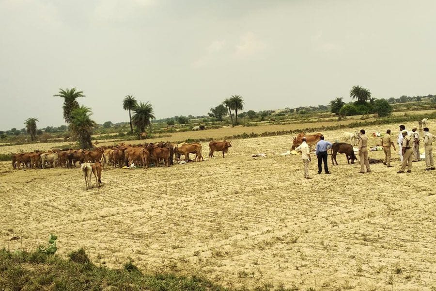 Cattle
