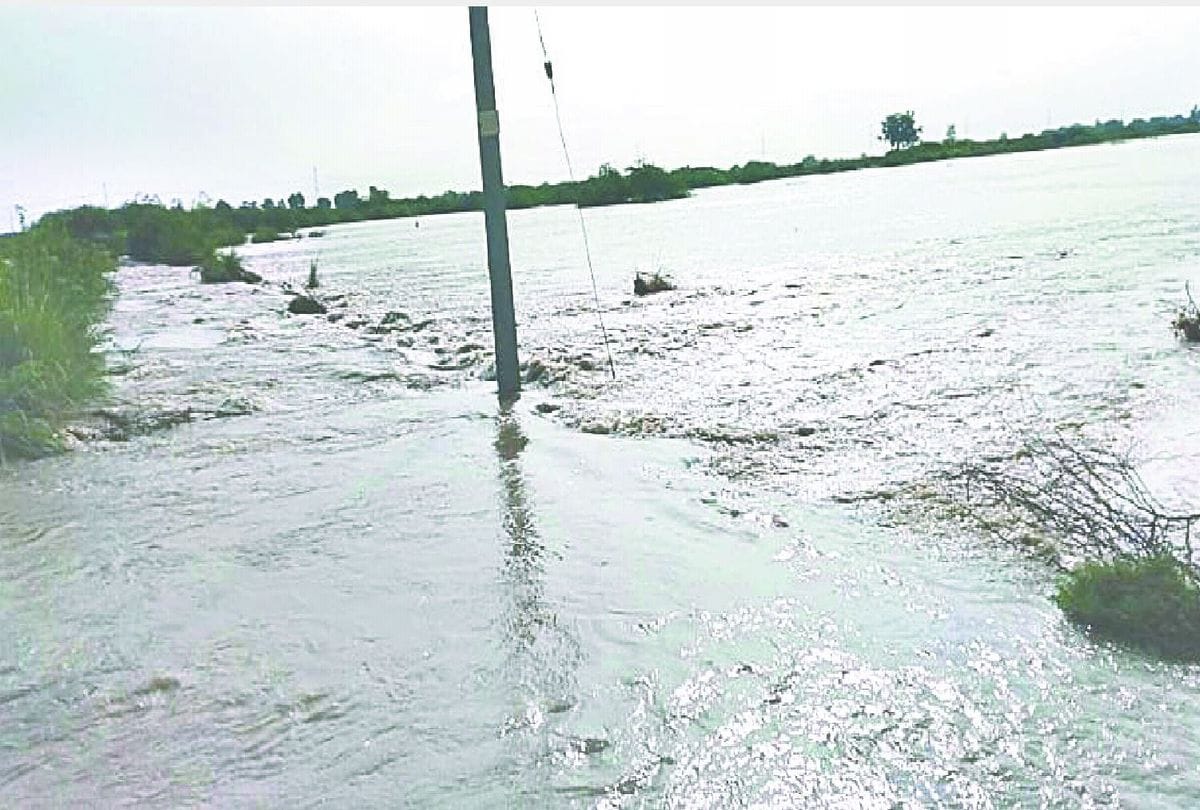 1200 bigha crops submerged due to canal flood in mainpuri