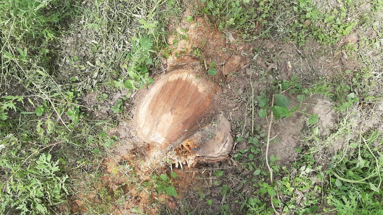 Cut well trees in the under construction sports college campus