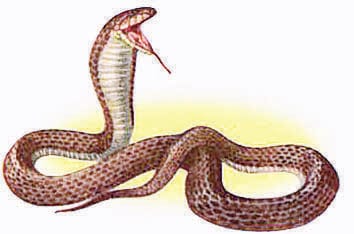 nag panchami festival in fatehpur
