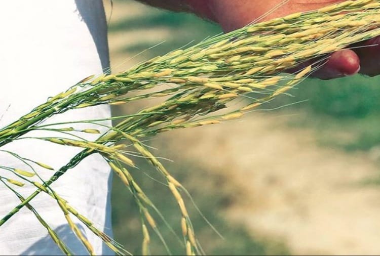 Paddy Scam Exposed in Haryana in Physical Verification of Rice Mills