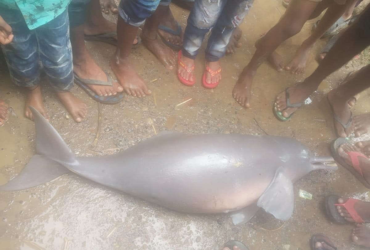 Dolphin fish found in Kuda River at Siddharthnagar
