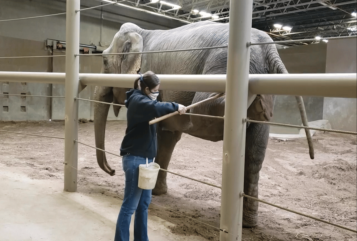 omg elephant doing yoga in columbus zoo video goes viral