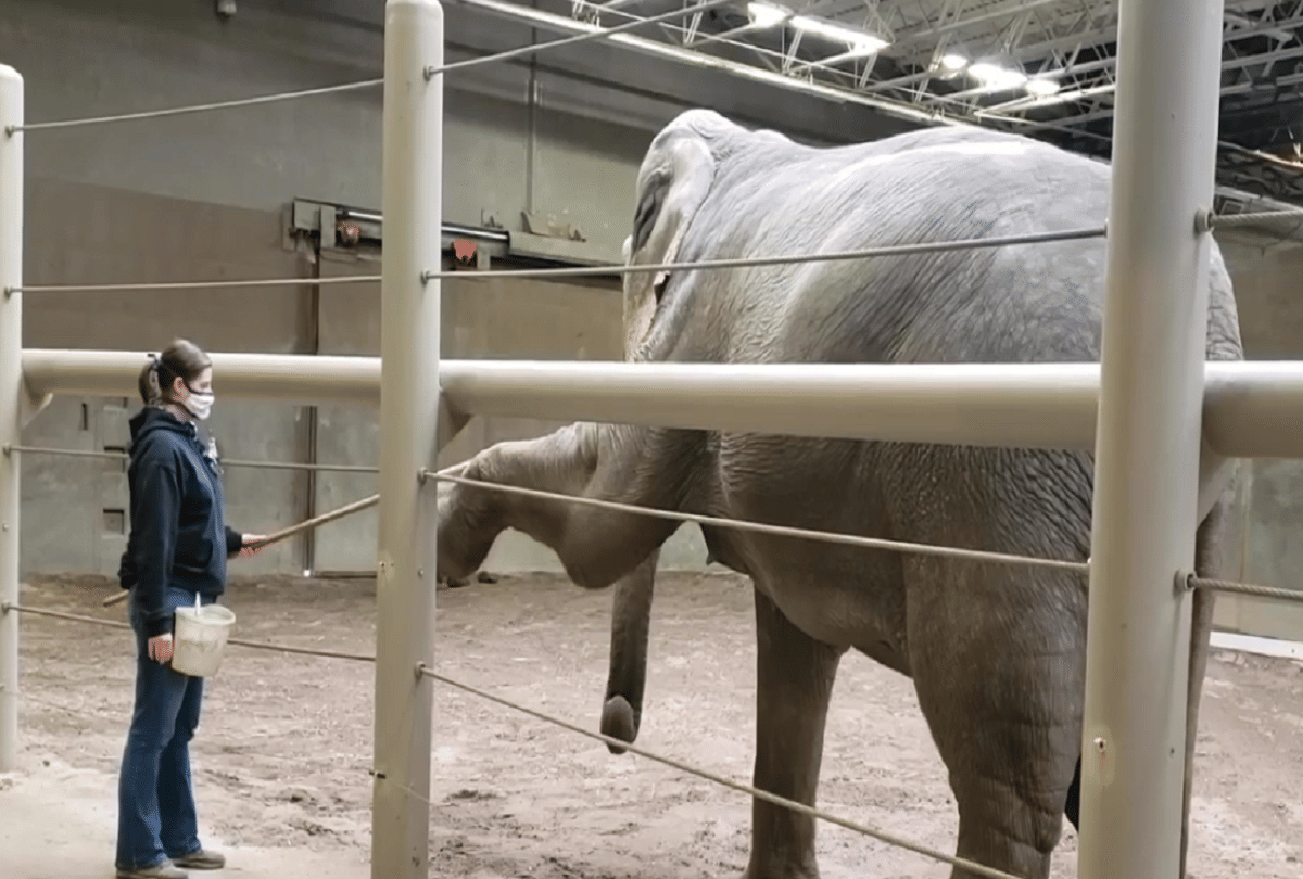 omg elephant doing yoga in columbus zoo video goes viral