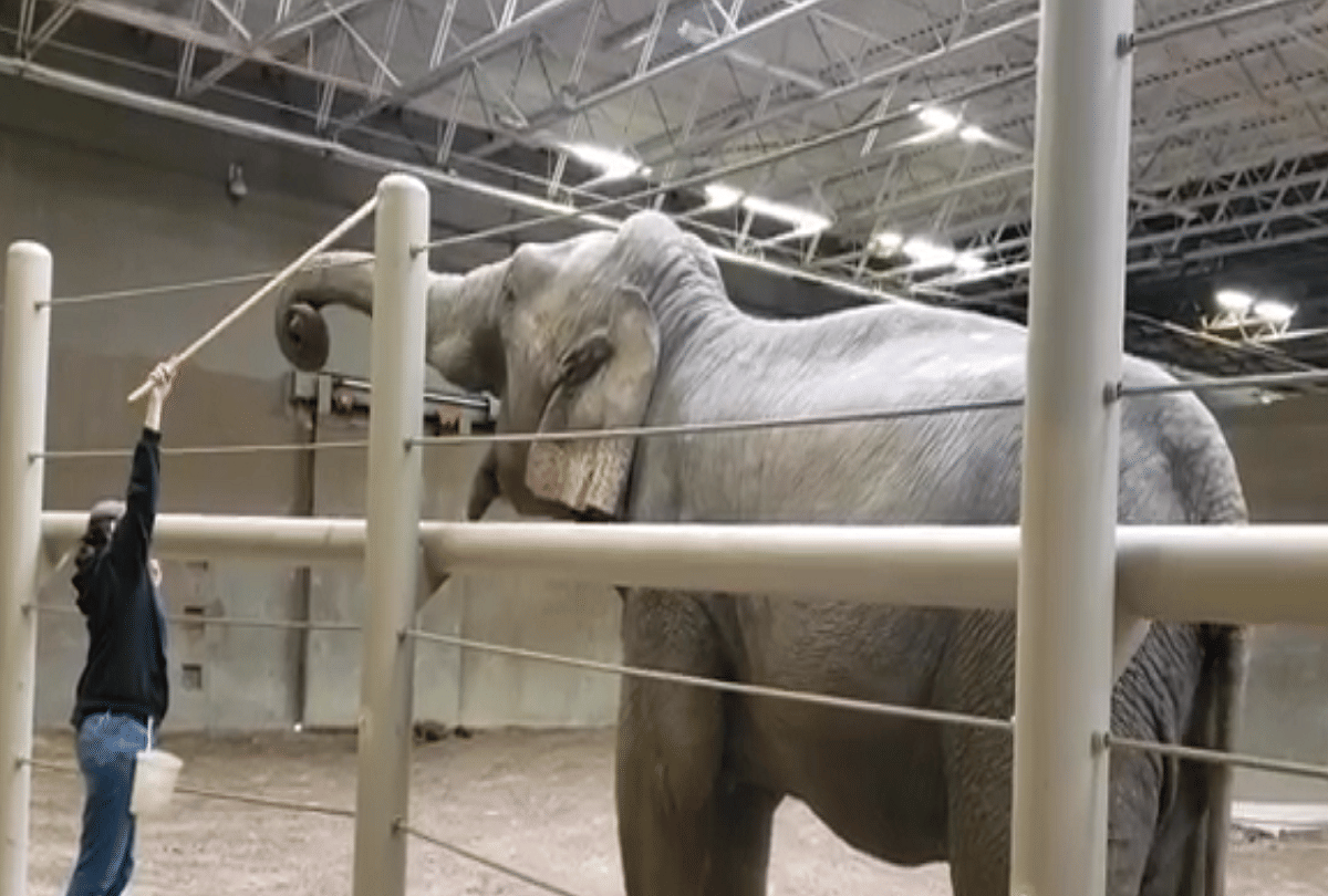 omg elephant doing yoga in columbus zoo video goes viral