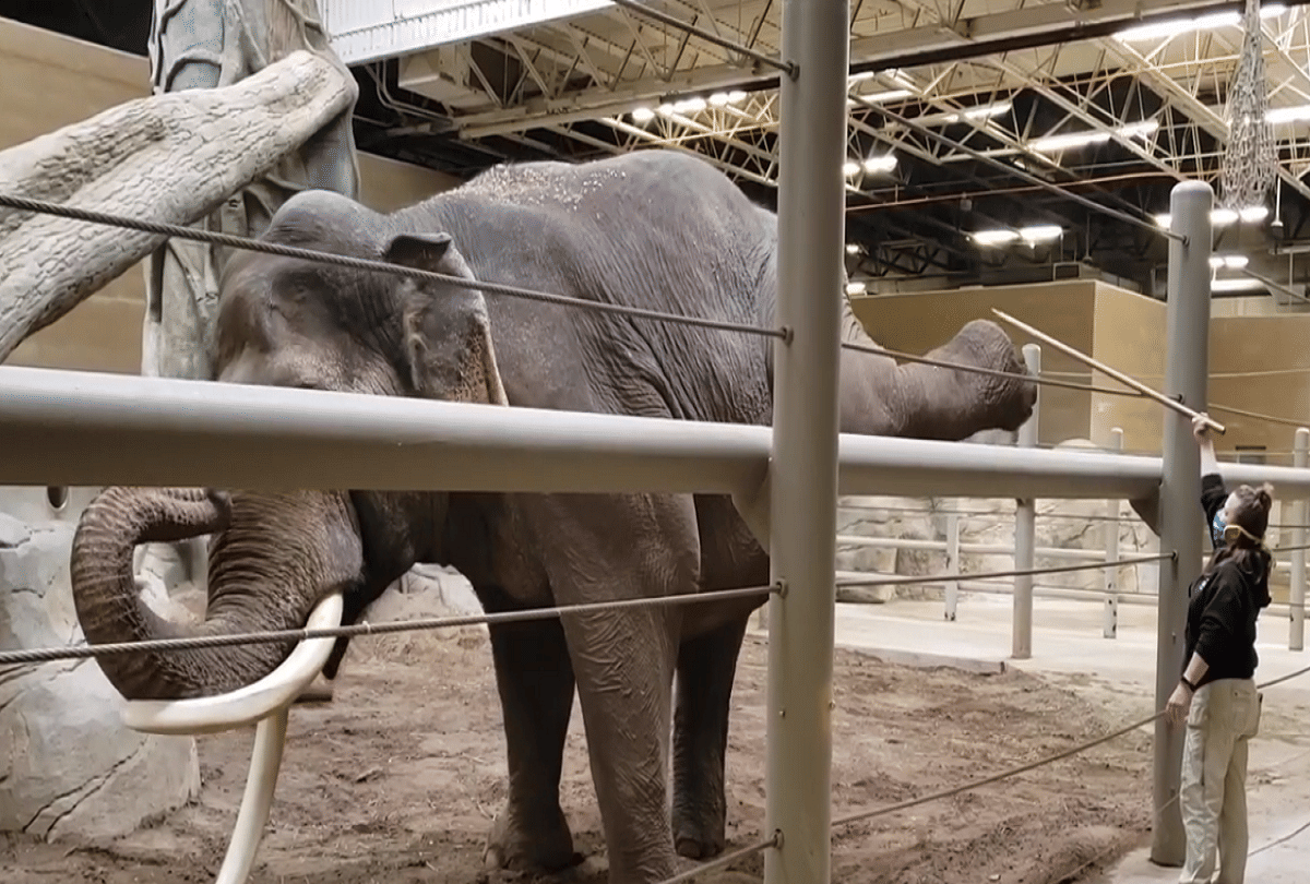 omg elephant doing yoga in columbus zoo video goes viral