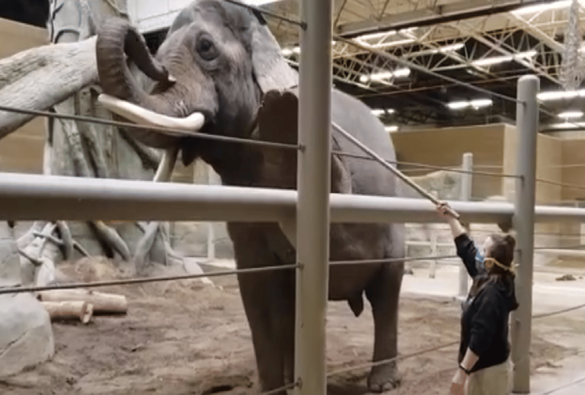 omg elephant doing yoga in columbus zoo video goes viral