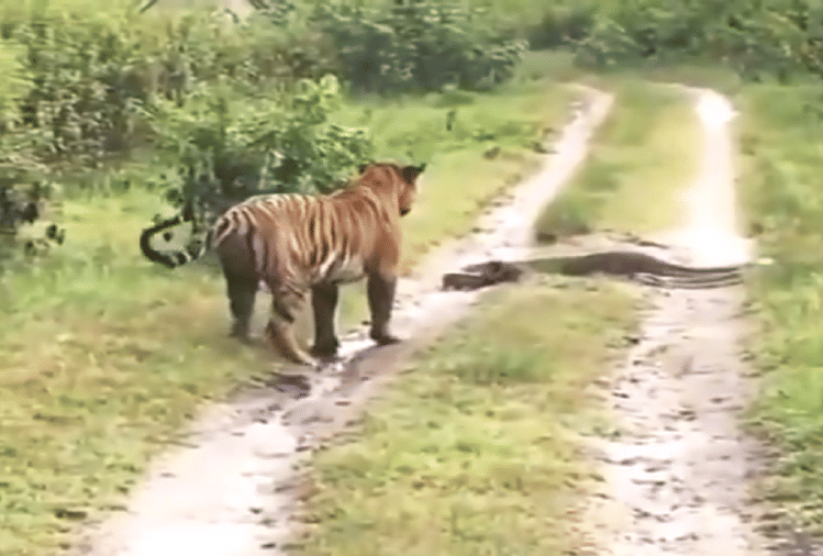 वीडियो:जब अजगर ने रोक दिया रास्ता, तो बाघ को बदलनी पड़ी अपनी राह ...