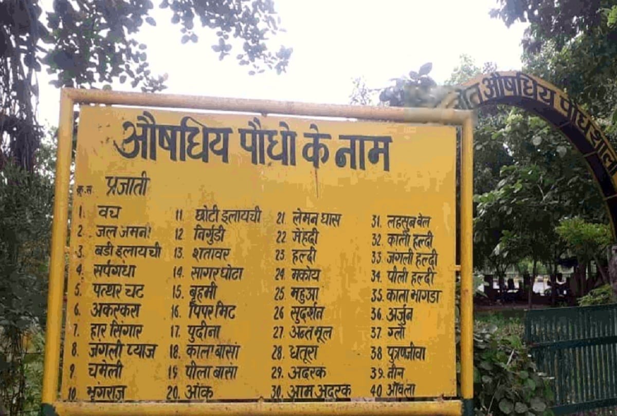 Demands of Ayurvedic plants like Tulsi Giloy Aelovera increases during Covid 19