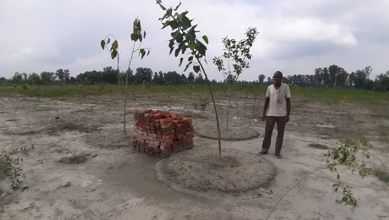 administration posted workers for  careing the plants which are splased in hastinapur