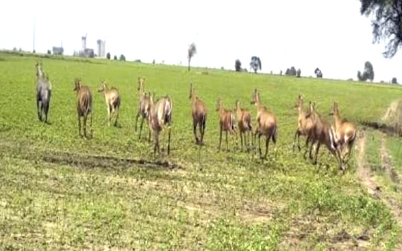 Neel cow waist crop