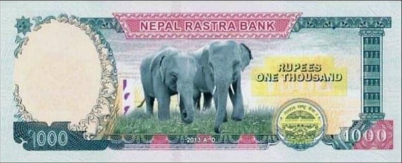 elephant photo on nepals 1 thousand note