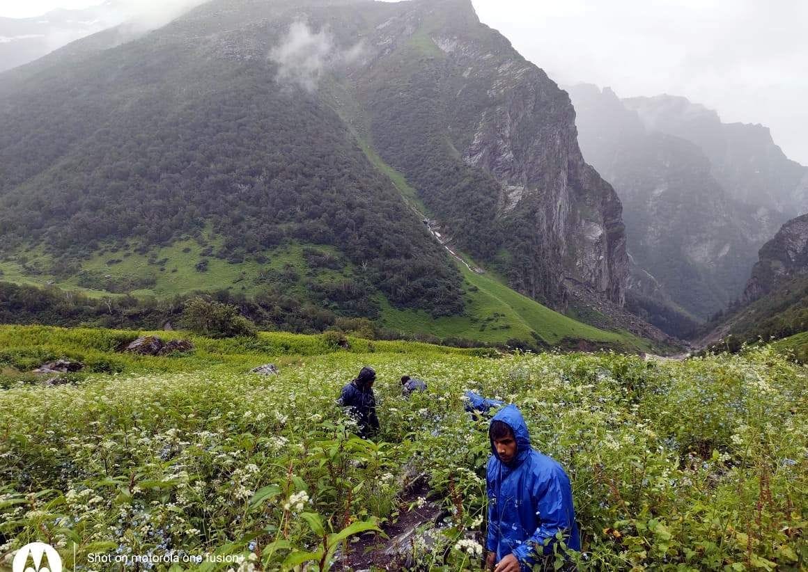 300 species of flowers bloom in the Valley of Flowers