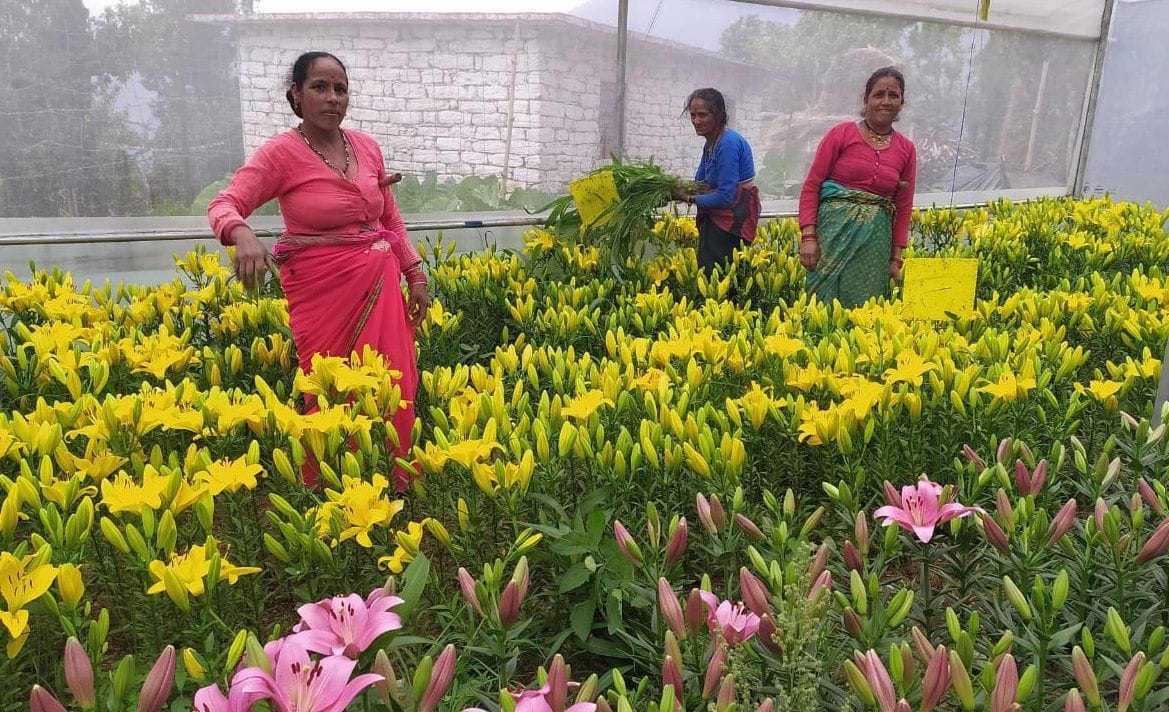 30 million killed on flower cultivation in Corona