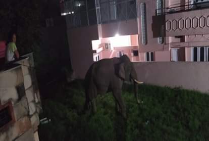 Angry Elephant Arrives In Residential Colony in haridwar, Broken Walls and Vehicle, Photos