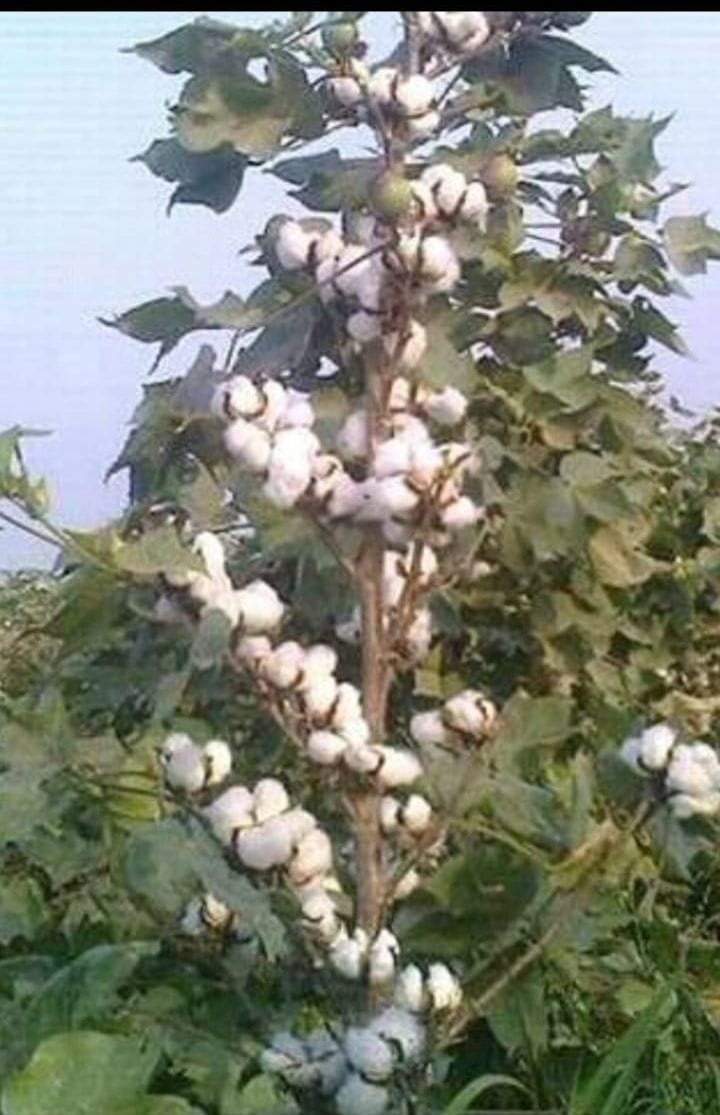 rate down cotton corp