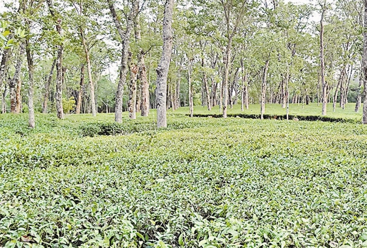Himachal News: conspiracy hatched to acquire Tea Garden 2300 kanal Land in Palampur