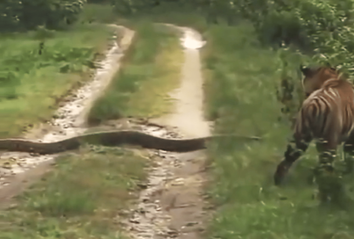 tiger leaves way to python video goes viral on social media