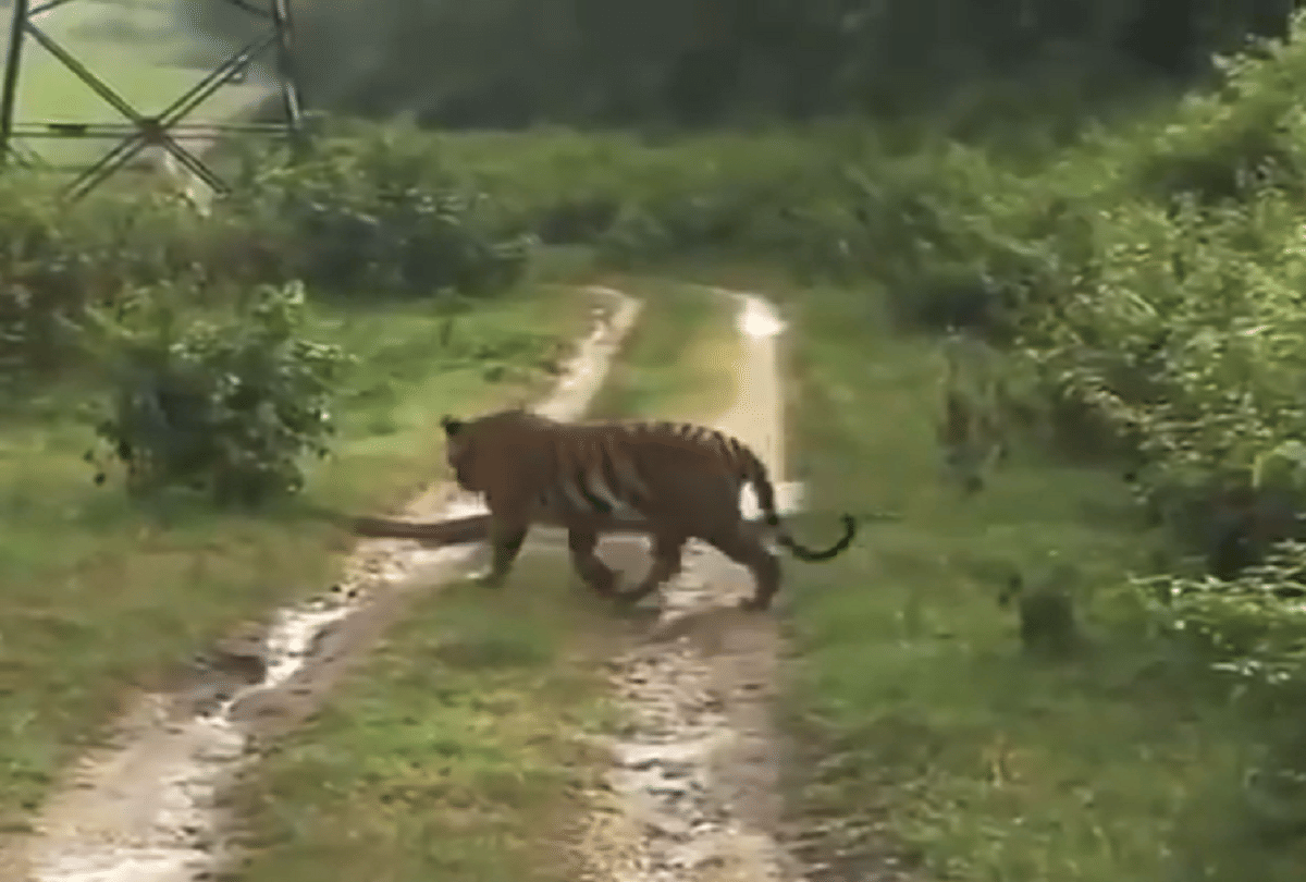 tiger leaves way to python video goes viral on social media