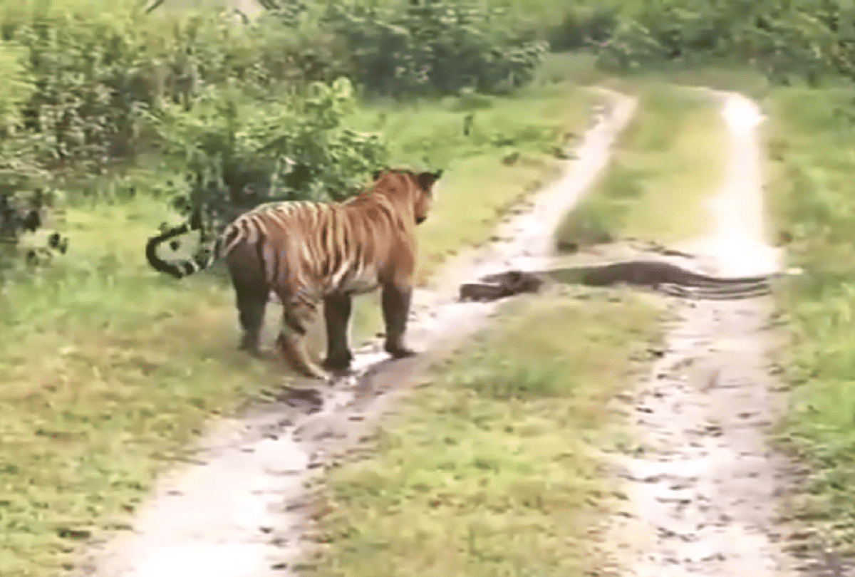 tiger leaves way to python video goes viral on social media