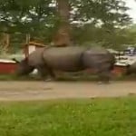 खाने की तलाश में आवासीय इलाके में आई अपने बच्चे के साथ मादा गेंडा