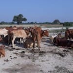 तस्करों से मुक्त कराए गोवंश
