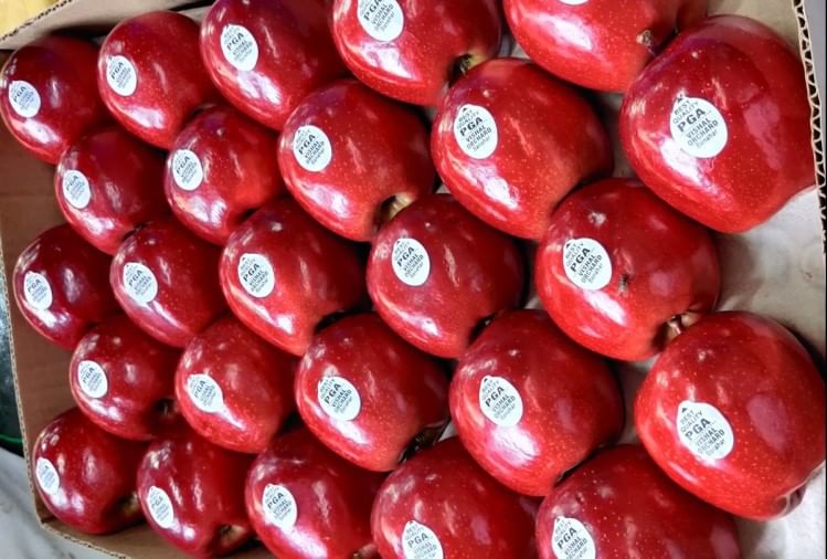गाला सेब की धूम, मंडी में 200 रुपये किलो मिले दाम Himachal News Dark