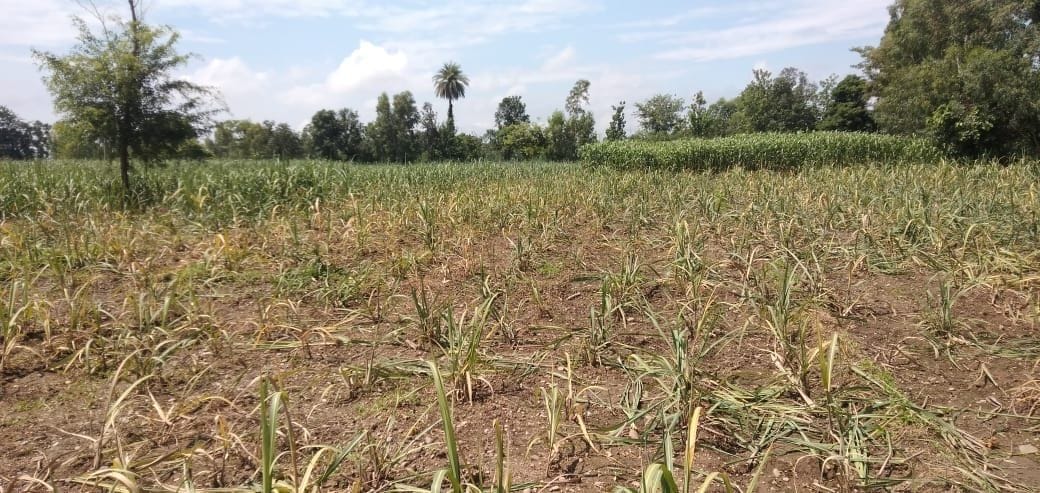 Elephants trample crops in a dozen villages