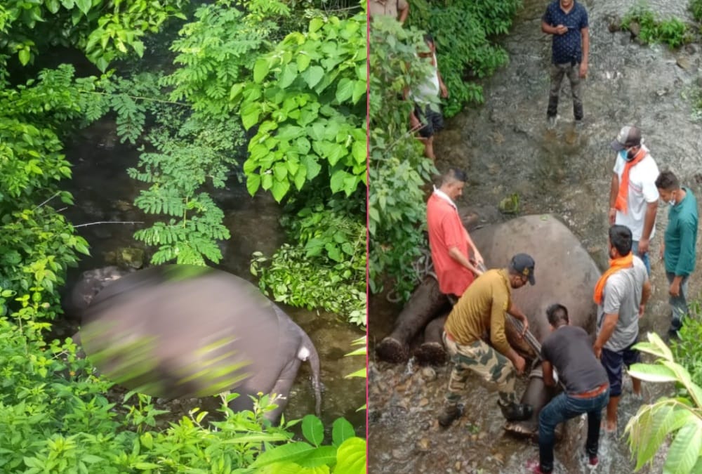 Baby Elephant falls in drain and died after hear train Voice in dehradun, Photos