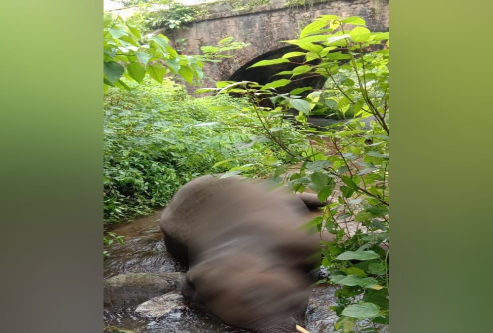 Ramnagar Forest Division:  Elephant dies under suspicious circumstances