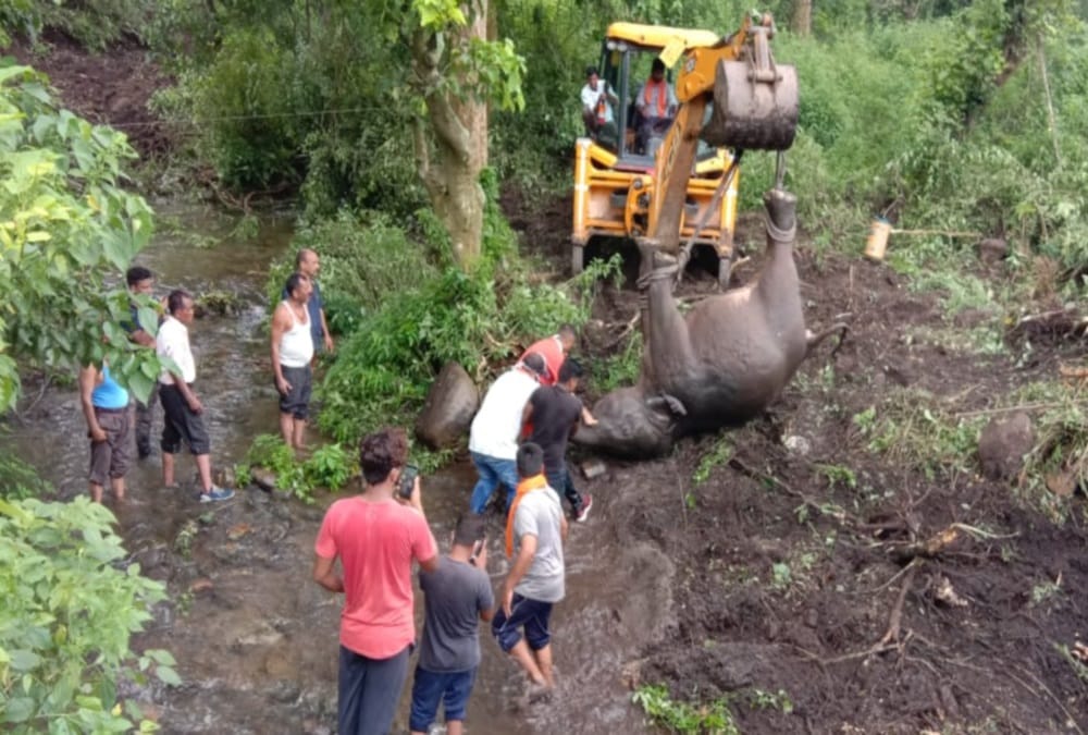 Baby Elephant falls in drain and died after hear train Voice in dehradun, Photos