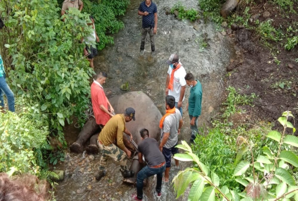 Baby Elephant falls in drain and died after hear train Voice in dehradun, Photos