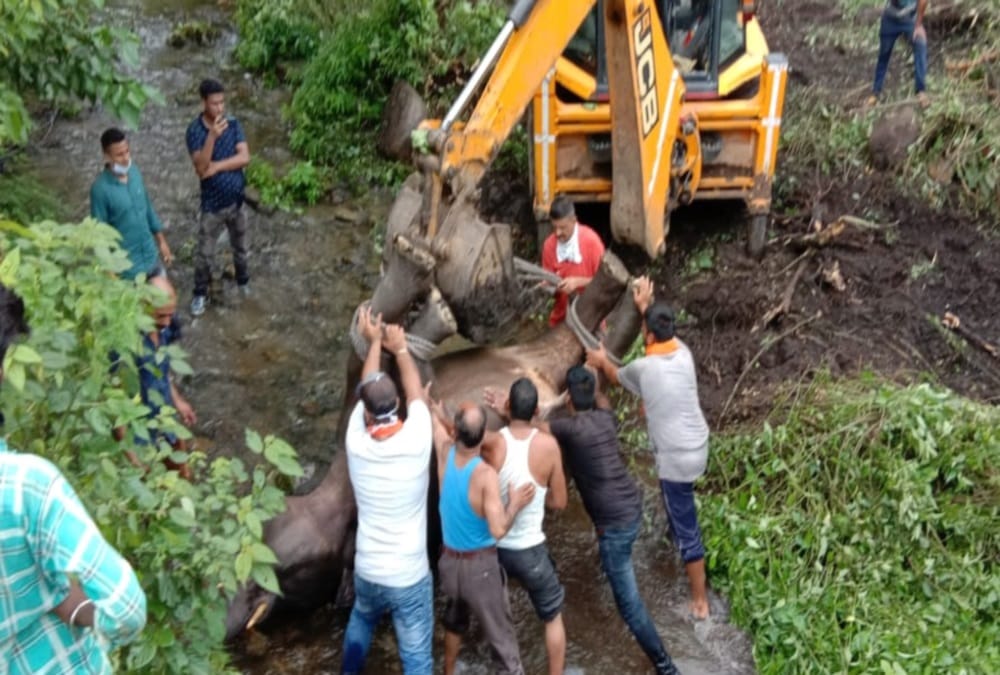 Baby Elephant falls in drain and died after hear train Voice in dehradun, Photos