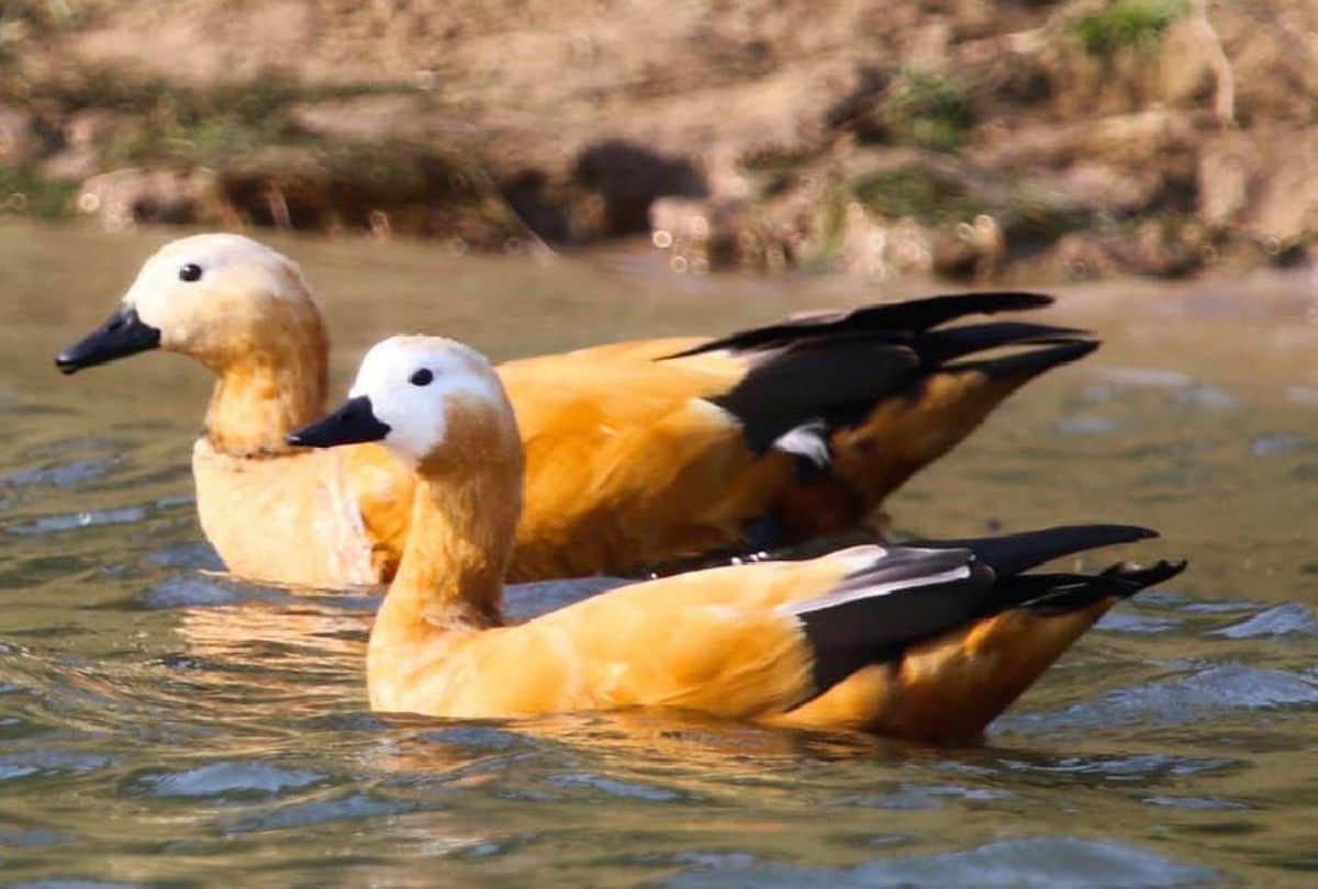 Rare Birds In Chamabal Sanctuary Wild Life News In Hindi