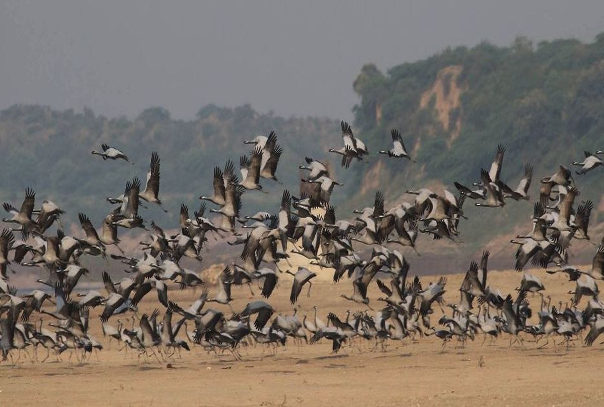 Tourists will start visiting Chambal Century after Taj Mahal Reopen