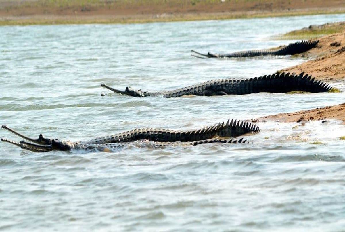 number of alligators increased in Chambal river