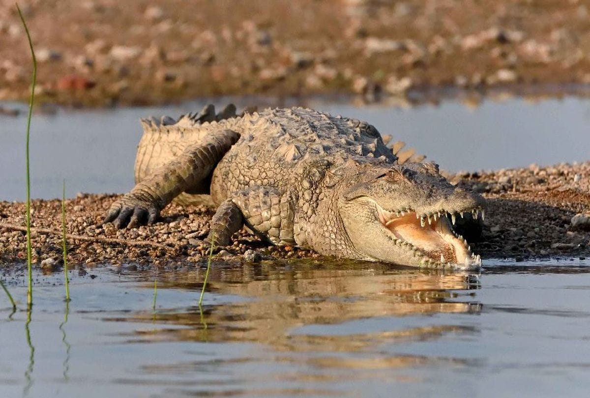 Crocodiles And Dolphins Increased In Chambal River