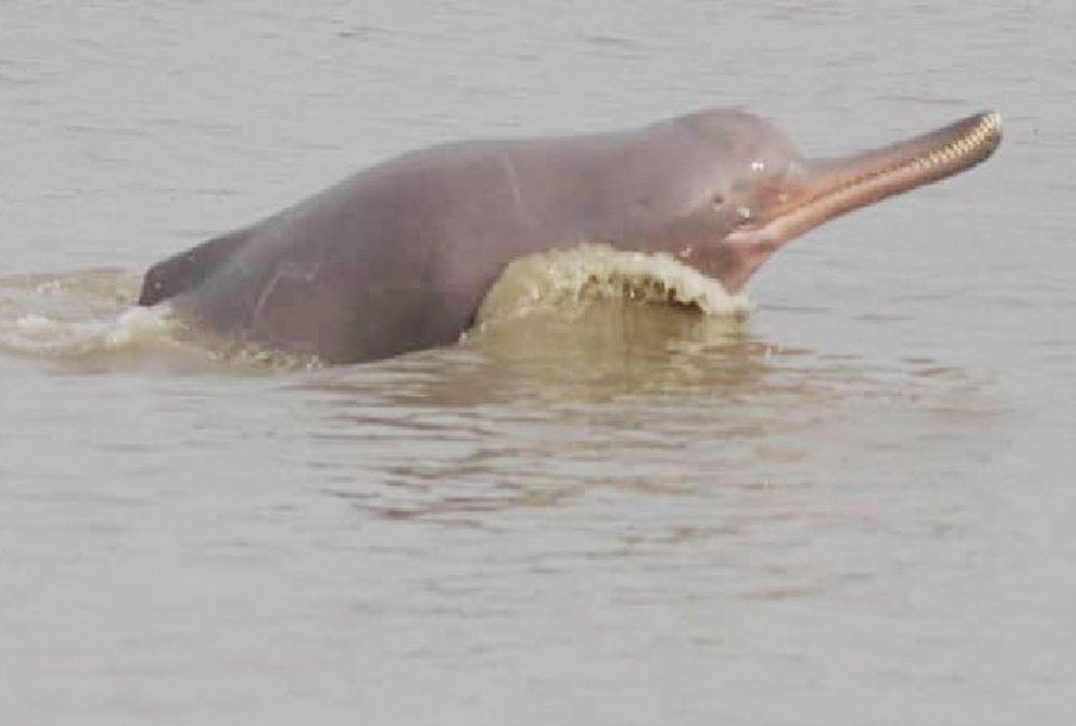 National Dolphin Day will be celebrated from this year on 5th October