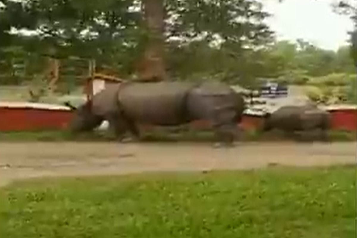 Female rhinoceros and her child spotted in the residential area of Myung in Morigaon district Assam