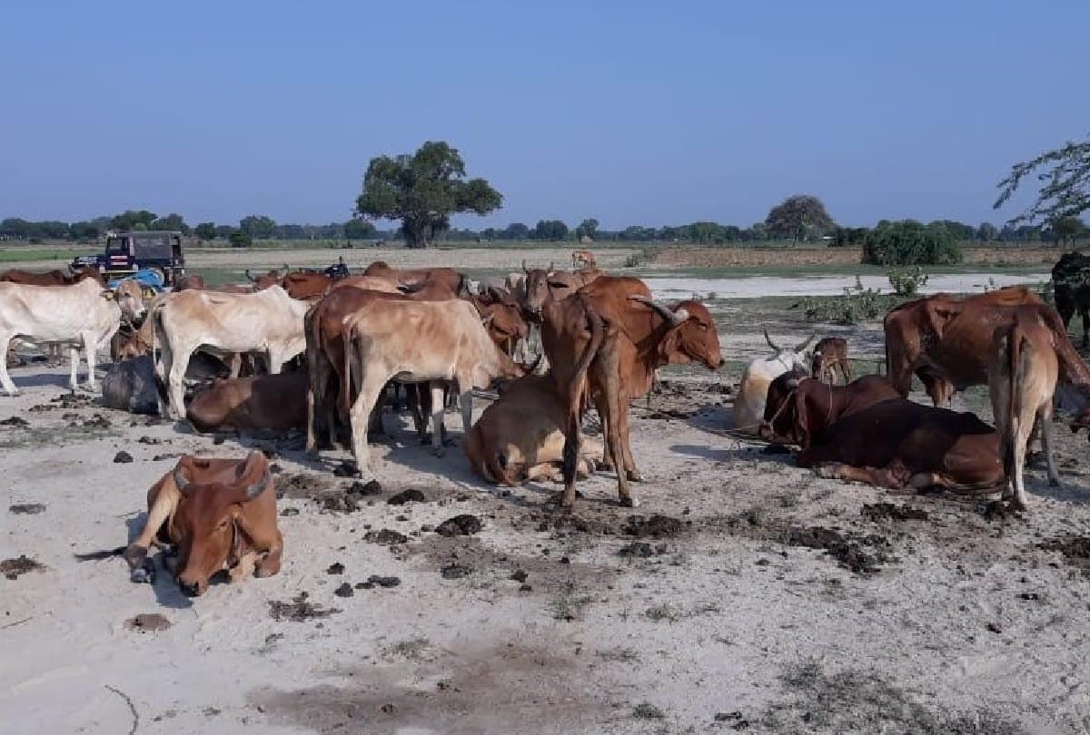 Agra UP News: cow smuggling gang arrested in agra