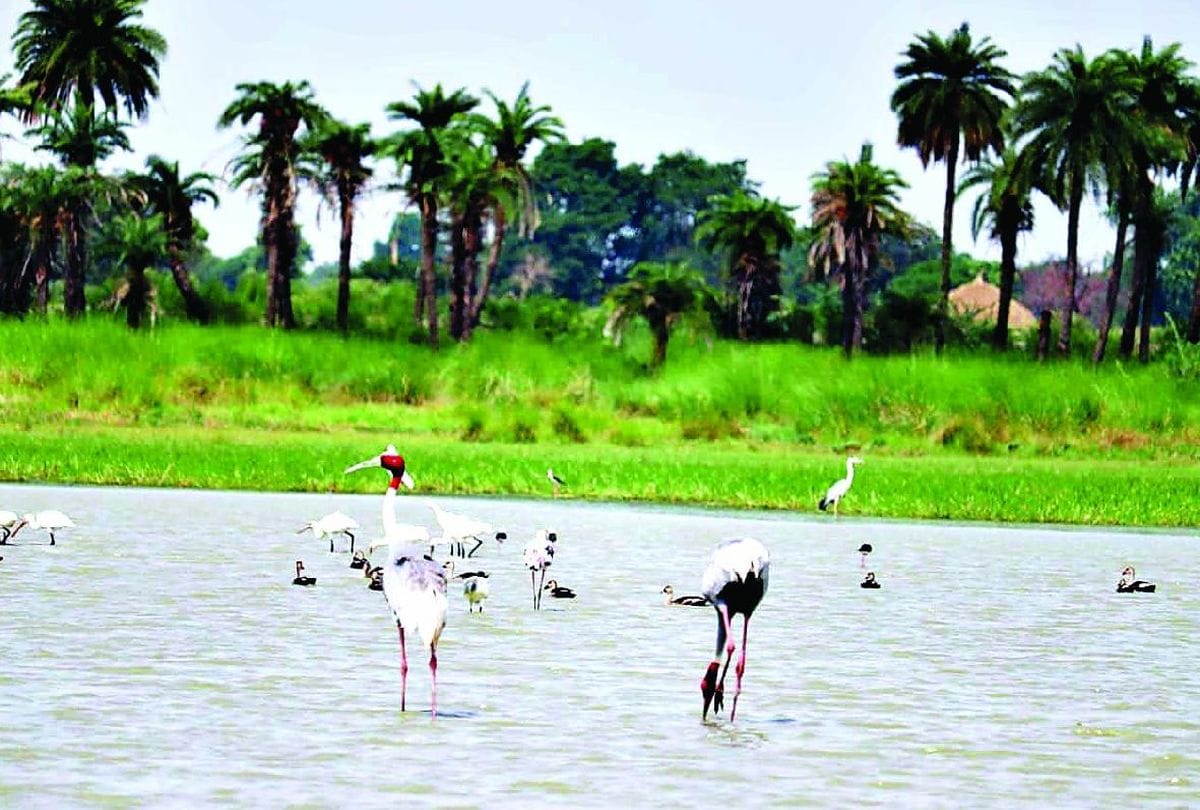flamingo birds on jodhpur jhal in mathura