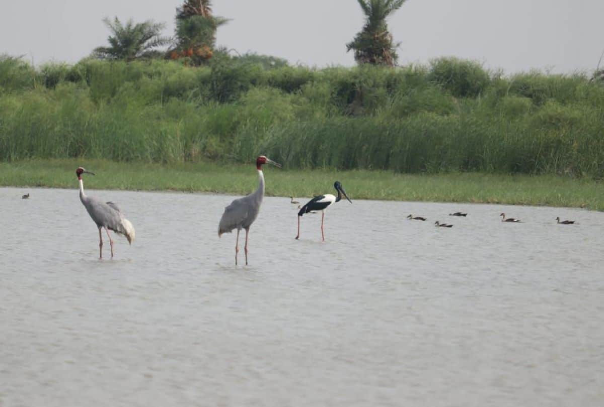 World Migratory Birds Day: Flamingo Birds Stay In Mathura Till Eight Months