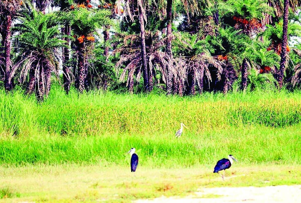 World Migratory Birds Day: Flamingo Birds Stay In Mathura Till Eight Months