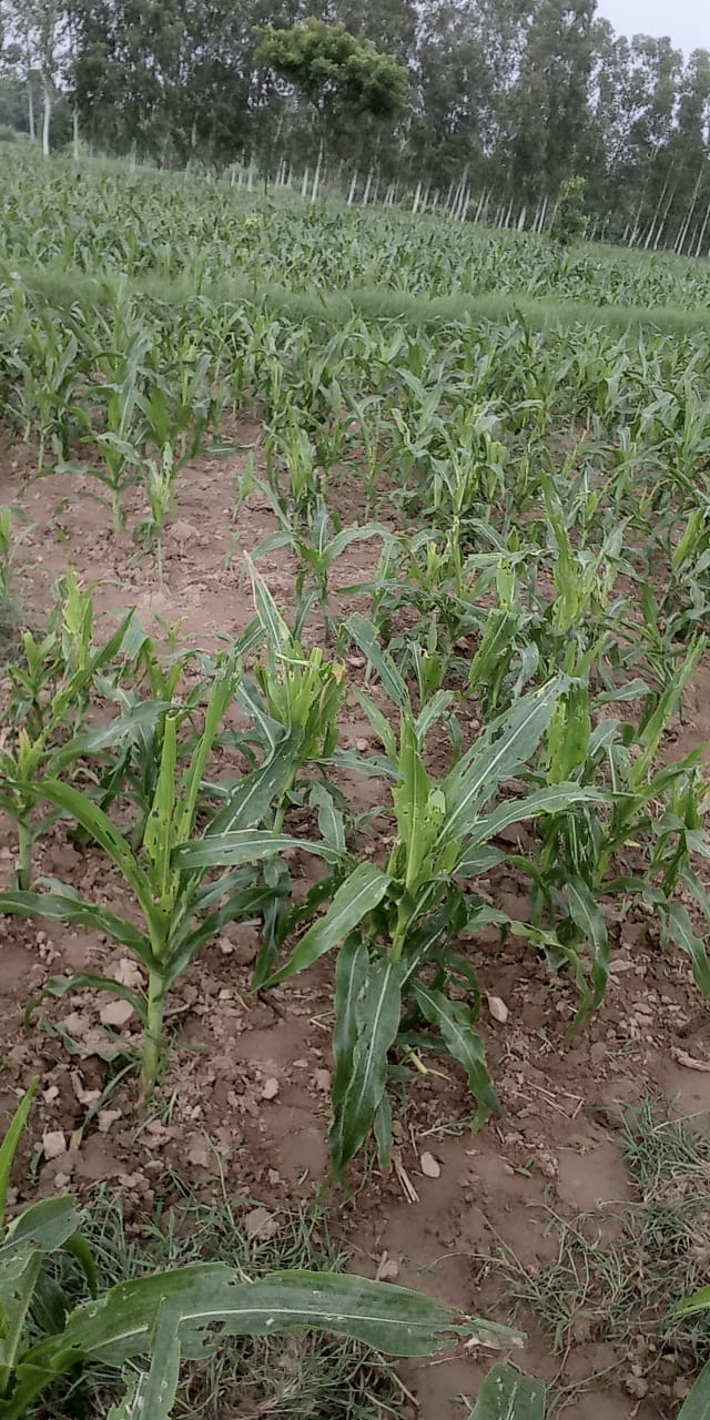 Sundry disease in maize raised farmers' concern