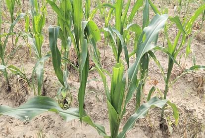 Himachal: Fall Armyworm insect attack on maize, Crisis on crop